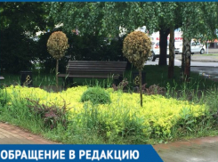  Вместо цветов — сорняки: Жители Краснодара пожаловались на плохое благоустройство 