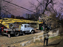 Рухнувшие из-за ветра деревья парализовали работу электротранспорта Краснодара
