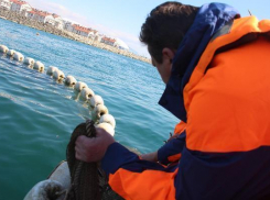 В Сочи спасли двух дельфинов из рыболовецких сетей