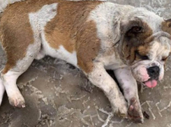 Думал, что он умер: краснодарец рассказал, почему выбросил своего бульдога в мусорный бак