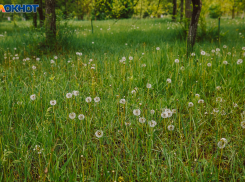 Новая зеленая зона в районе улицы Зиповской в Краснодаре появится в 2022 году