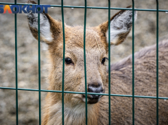 Воплощение грации и красоты: в Краснодаре рассказали о жизни пятнистого оленя