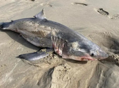 В Краснодарском крае показали фото выброшенной на пляж белой акулы