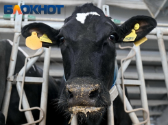 Очаги опасной инфекции нашли в двух районах Краснодарского края