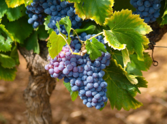 В Краснодарском крае шторм нанес удар по урожаю слив и винограда