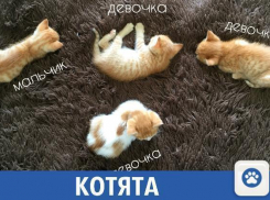 Красивые котята в подарок