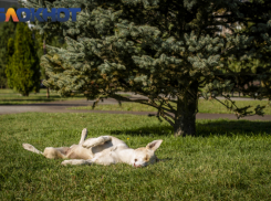 Бездомных собак отловят в шести районах Краснодара