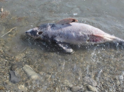 Число мертвых дельфинов в Новороссийске стремительно растет