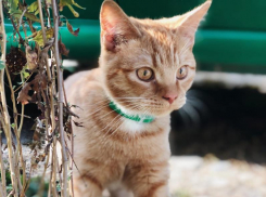 Новая неделя в Краснодаре начнется с потепления