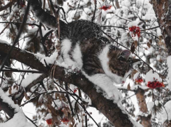  Из-за опасности налипания мокрого снега на Кубани объявили экстренное предупреждение 