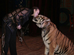 Тигр пропал из цирка после нападения на краснодарского дрессировщика