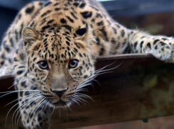 Сочинские леопарды окажутся под прицелом сотни фотокамер