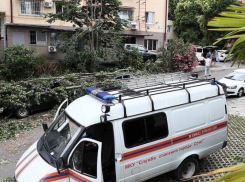 Во время урагана в Сочи упавшее дерево убило человека