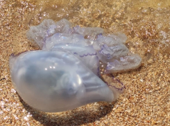 Краснодарцы не хотят купаться в Азовском море из-за нашествия огромных медуз-корнеротов