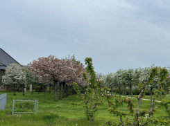 Олег Дерипаска похвастался своим японским садом
