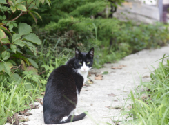 В Краснодаре 15 сентября синоптики прогнозируют до +29