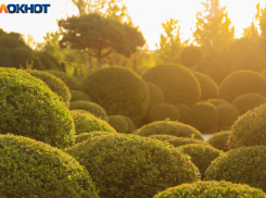 Последний рабочий день выдастся ветреным в Краснодаре