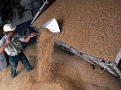 Полицейские раскрыли кражу 10 тонн пшеницы