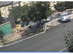 Генерал Бастрыкин взялся за ситуацию с атаками собак на детей в посёлке Краснодара