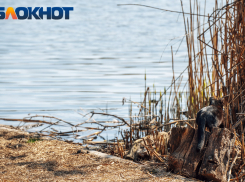 За сутки двое утонули: в МЧС обеспокоены гибелью детей в водоёмах Краснодарского края