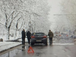 В Краснодаре во время непогоды на дорогу упало дерево 