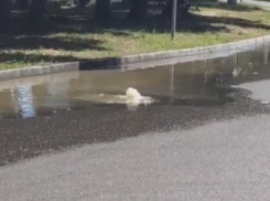 В Краснодаре открыли зловонный фонтан с фекалиями