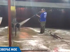 «Это не больно, сам пробовал»: краснодарец искупал собаку на мойке высокого давления