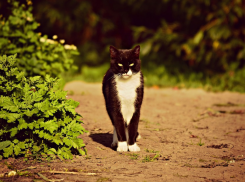  До 17 градусов потеплеет на Кубани 