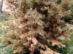 На Николаевском бульваре Краснодара засыхают деревья