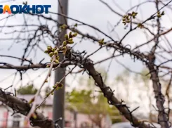 Понедельник в Краснодаре будет тёплым и ветреным