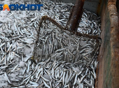 Опасными креветками и рыбой пугают жителей Кубани
