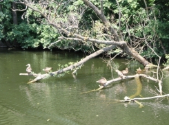 Для расчистки русла рек в Сочи приедут подрывники из Крыма