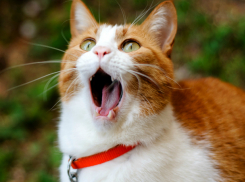 На Кубань после затяжных дождей вернулось солнце