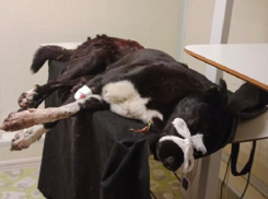 В Краснодаре мужчина при детях зарубил топором собаку