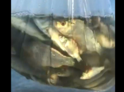 Люди спасли карпов, попавших в море возле Новороссийска после шторма