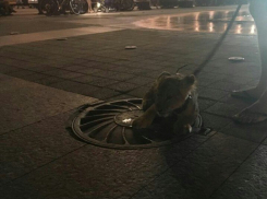 На центральной площади Краснодара выгуливали детеныша льва