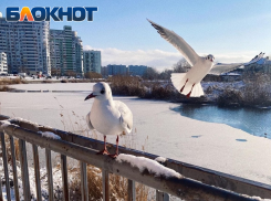 Важное в Краснодаре 20 февраля: боремся за справедливость, поздравляем алкоголиков, не пьем чай