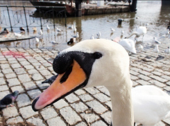 Кубанские экологи: «Спасенного лебедя хотели съесть»