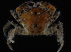 Американский краб вторгся в Азовское море у берегов Кубани