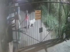 Полиция Краснодара проверяет информацию о втыкающих в колёса авто саморезы девушках