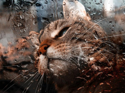 Дождь с градом и грозой придет на Кубань 