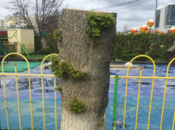 «Мэрии понадобится около 50 лет на проверку всех деревьев», – урбанист Валькович о зеленом Краснодаре