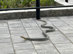 Большая змея устроила переполох на Николаевском бульваре в Краснодаре