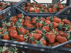 Тепличную клубнику завезли на ярмарки выходного дня в Краснодаре