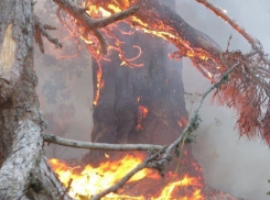 Под Новороссийском произошел лесной пожар