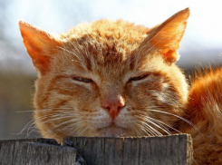 Дожди с грозами все еще возможны на Кубани