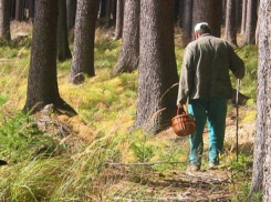В Сочи в лесу загадочно исчез грибник