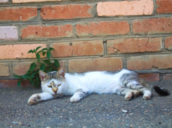 Первая весенняя гроза ожидается на Кубани 