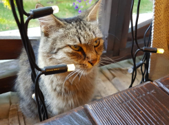 До +19 градусов может прогреться воздух на Кубани