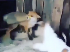 «Им вырывают клыки, когти»: краснодарцев призвали спасти лесных животных, которых отдают на растерзание собакам